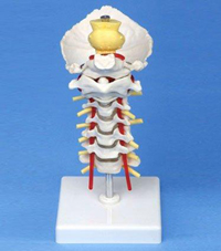 Cervical Spinal Model